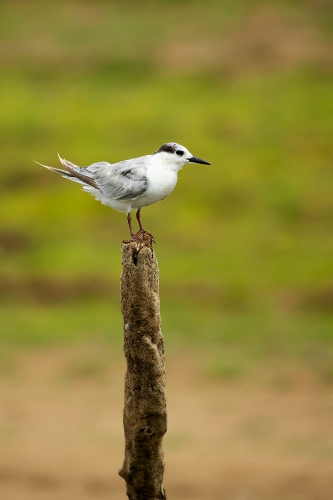 Whiskered Tern - ML106695411