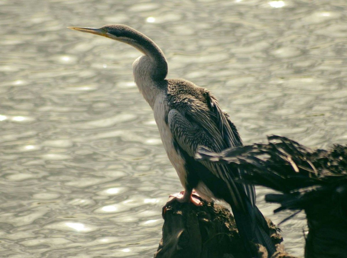 Australasian Darter - ML106698111