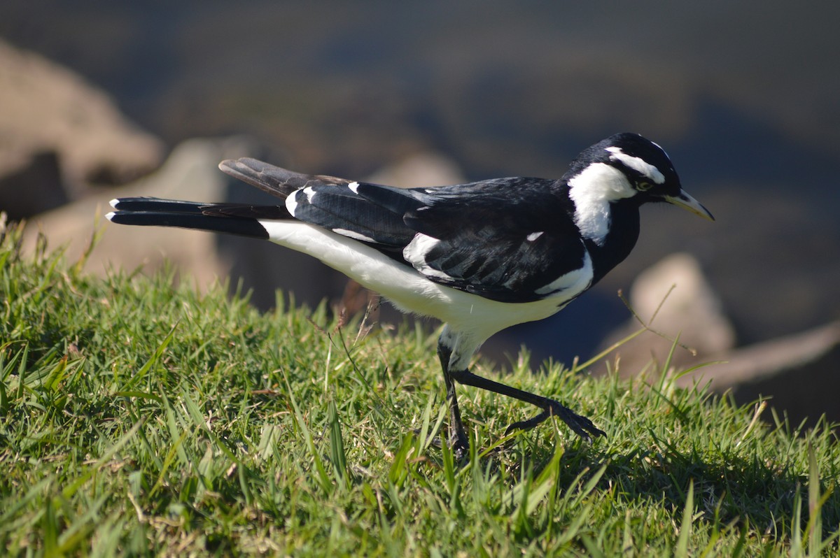 Magpie-lark - ML106698121