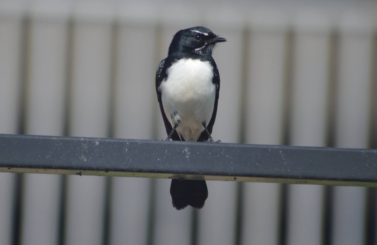 Willie-wagtail - ML106698201