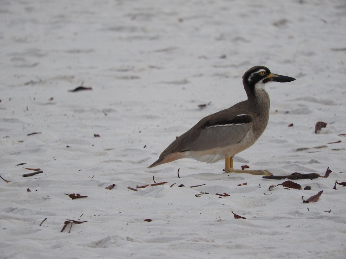 Beach Thick-knee - ML106698461