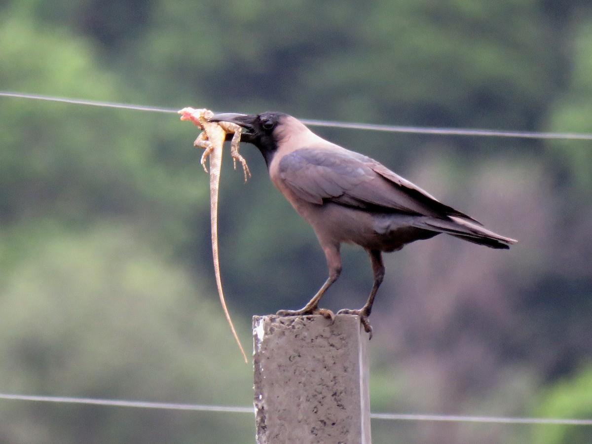 House Crow - Selvaganesh K