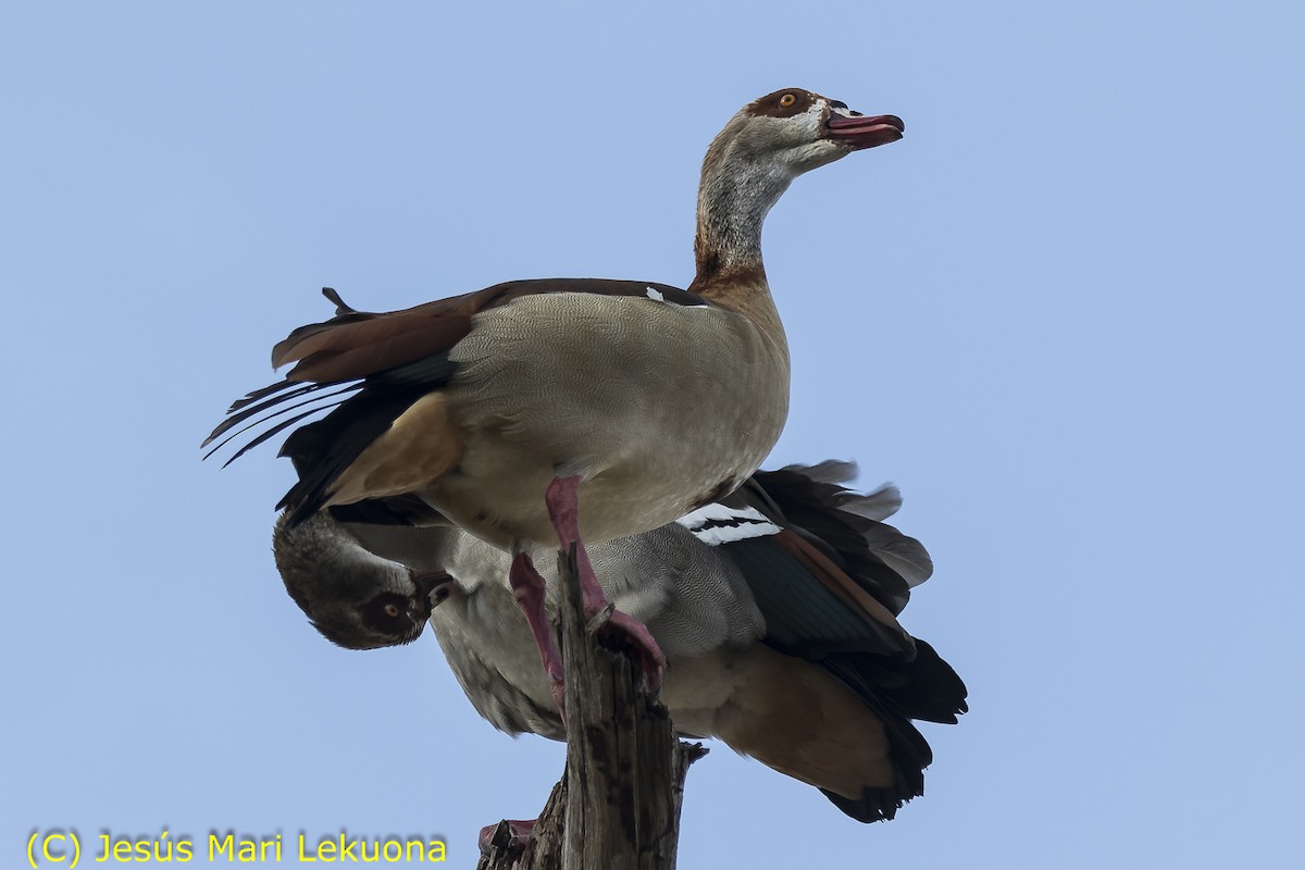 Egyptian Goose - ML106699161