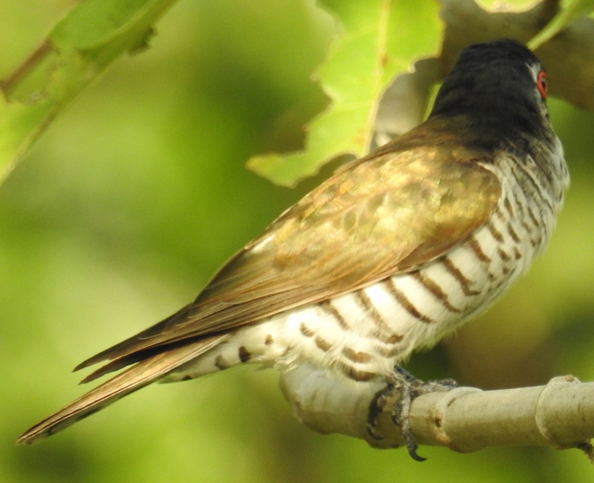 Little Bronze-Cuckoo (Little) - ML106699291