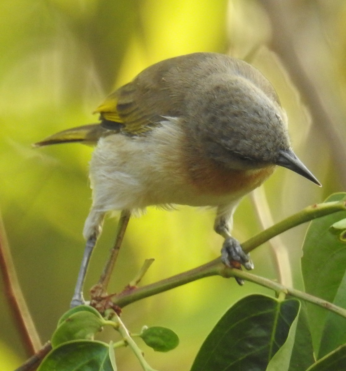 Rufous-banded Honeyeater - ML106699381