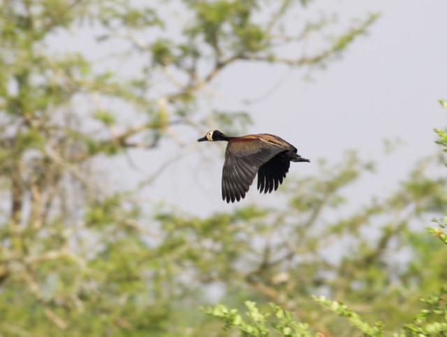 White-faced Whistling-Duck - ML106702521