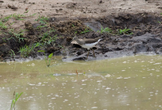 Waldwasserläufer - ML106707781