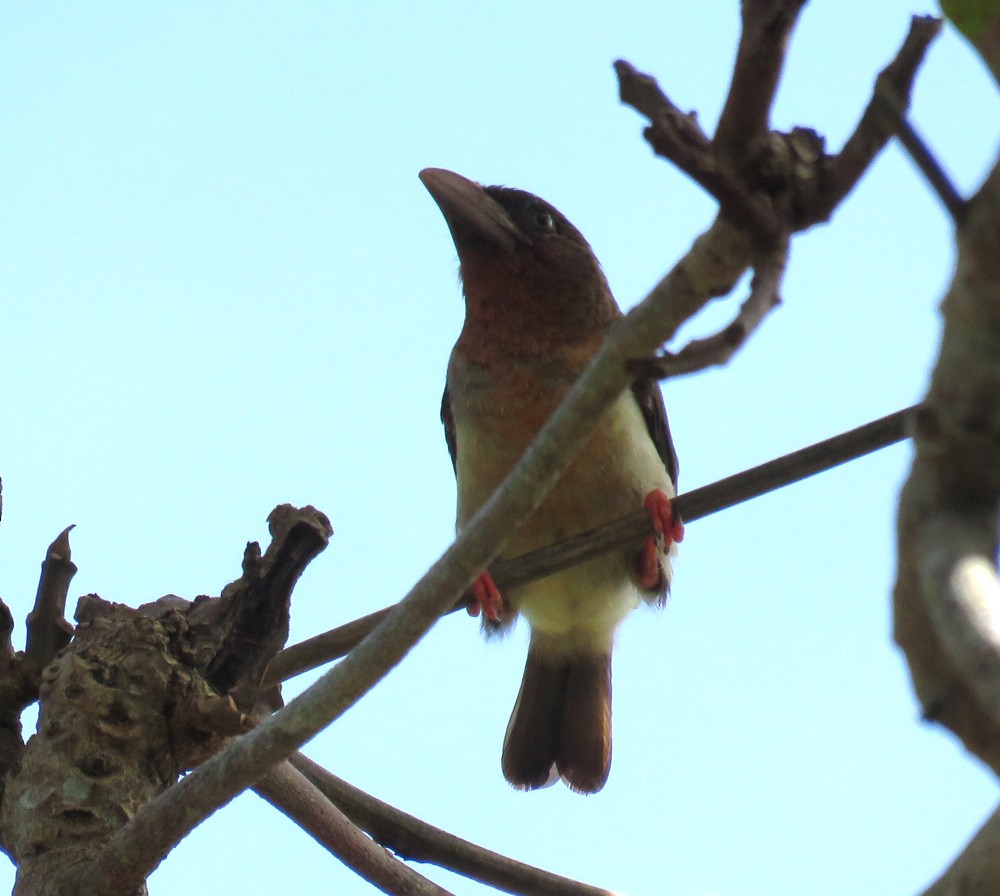 Brown Barbet - ML106707901