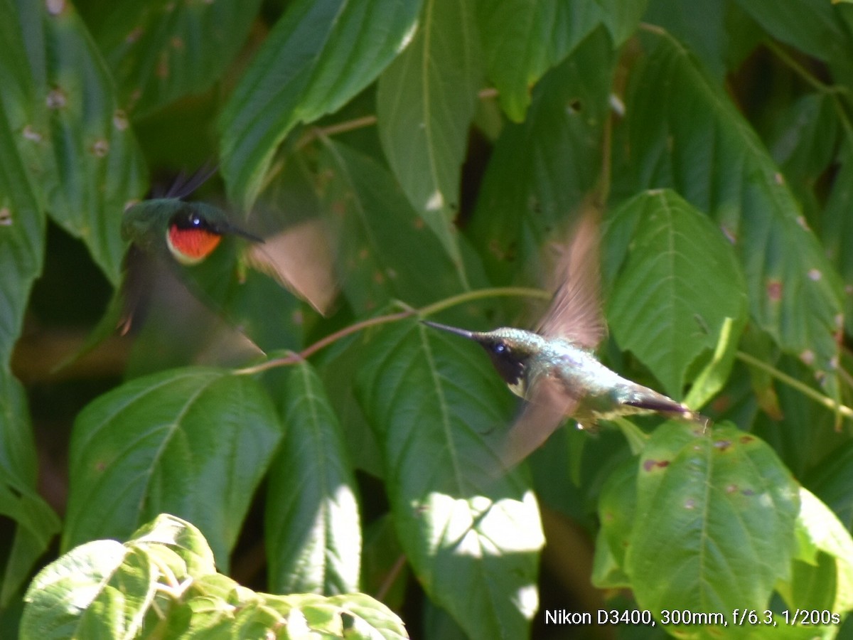 Ruby-throated Hummingbird - ML106709611
