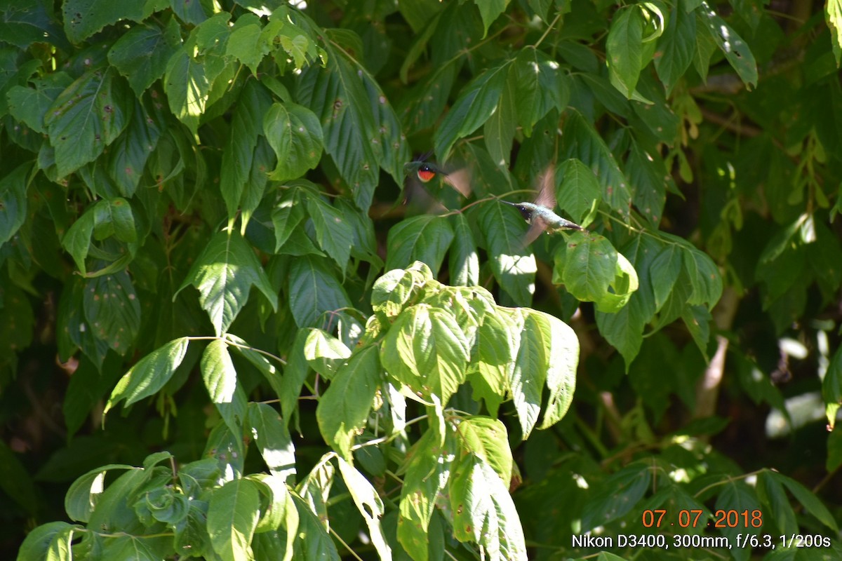 Рубиновогорлый колибри - ML106709631