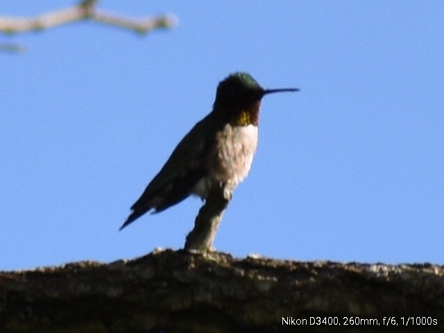 Colibri à gorge rubis - ML106709641