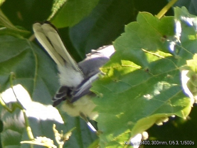 Blue-gray Gnatcatcher - ML106709781