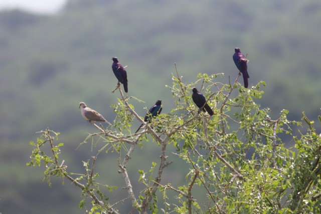 Rüppell's Starling - Gary Brunvoll