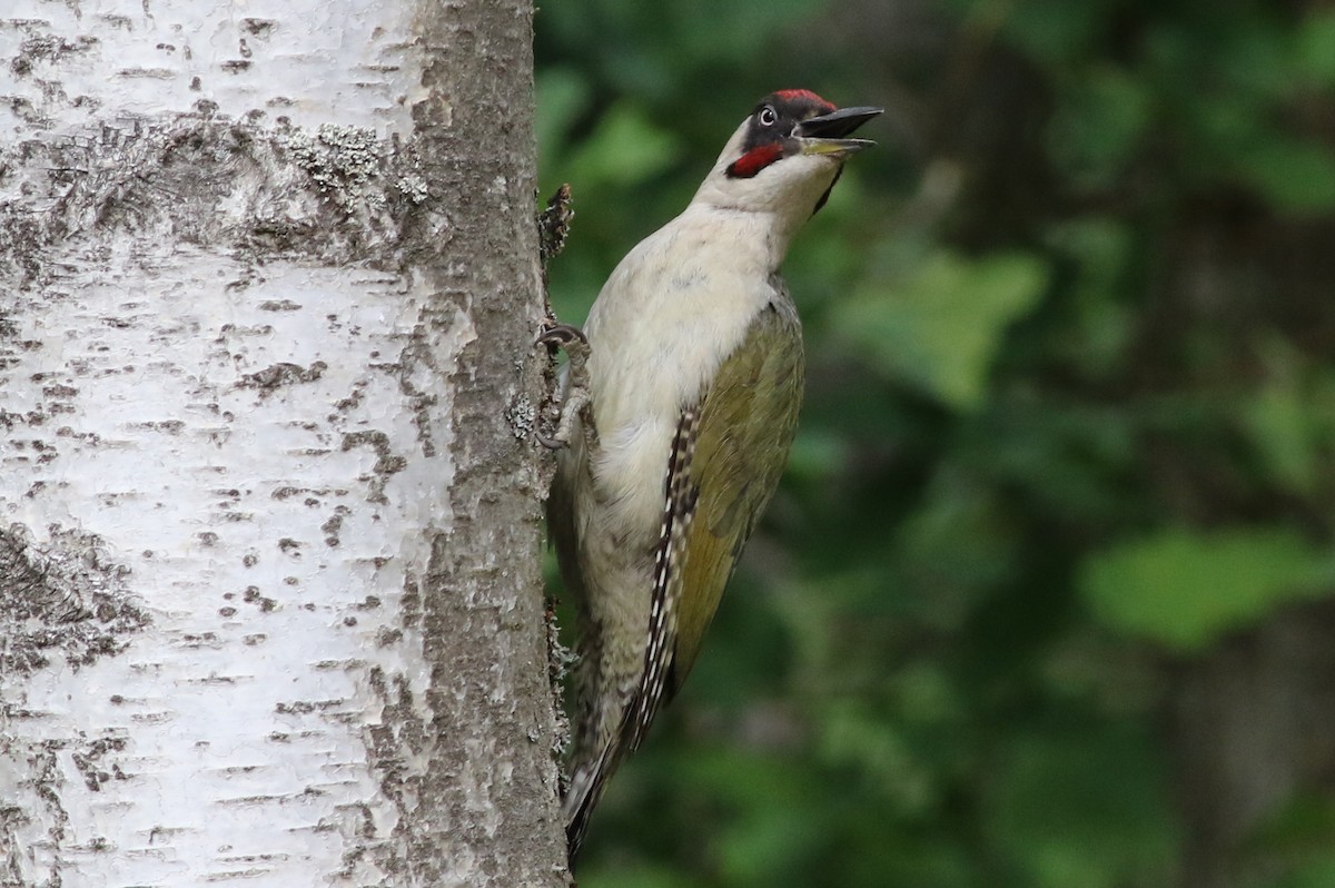 Eurasian Green Woodpecker - Daniel Melchert