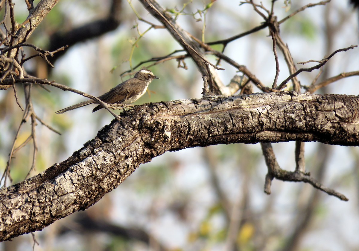 White-browed Fantail - Thibaut RIVIERE