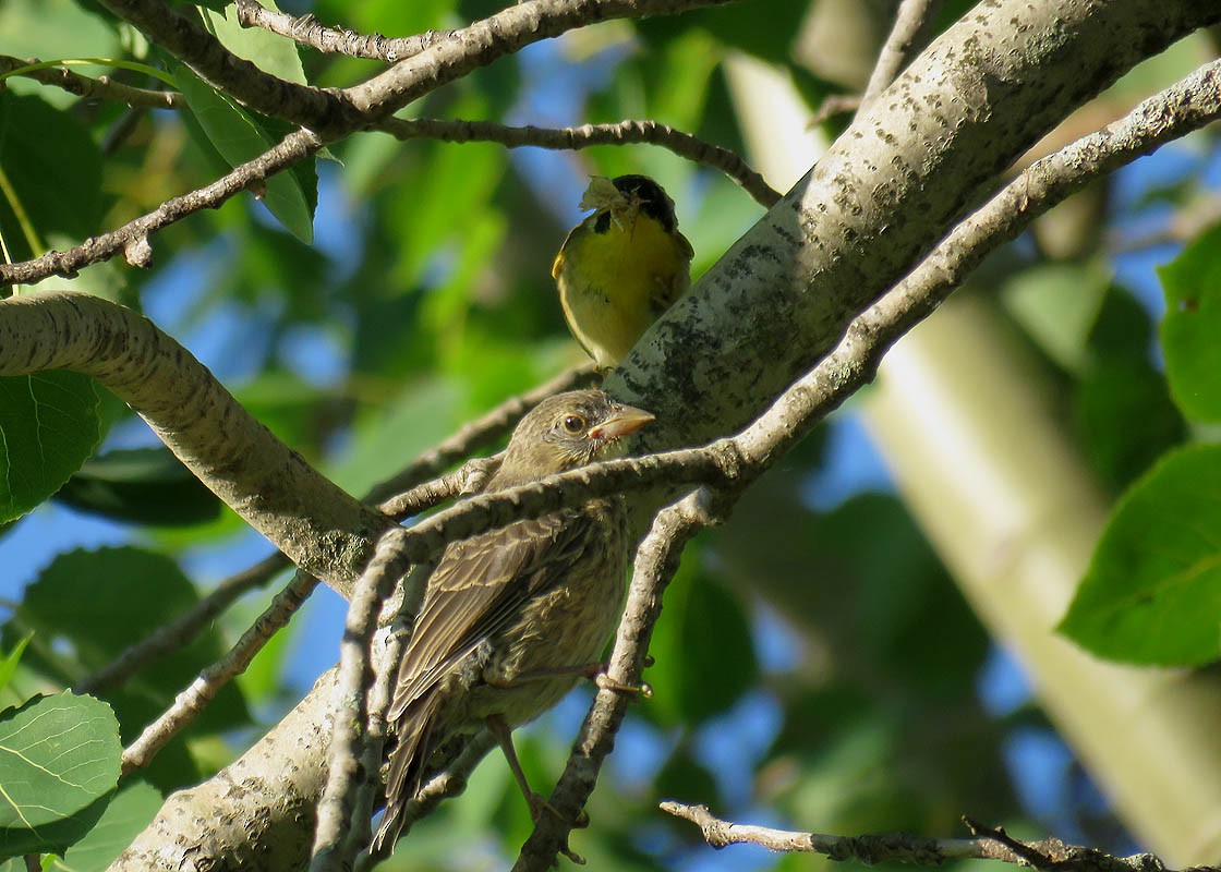 Brown-headed Cowbird - ML106713671