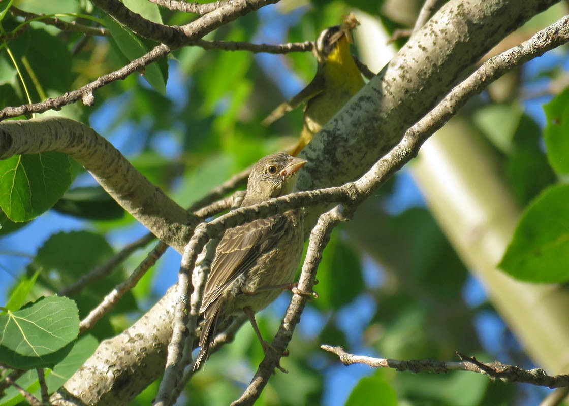 Common Yellowthroat - ML106714141