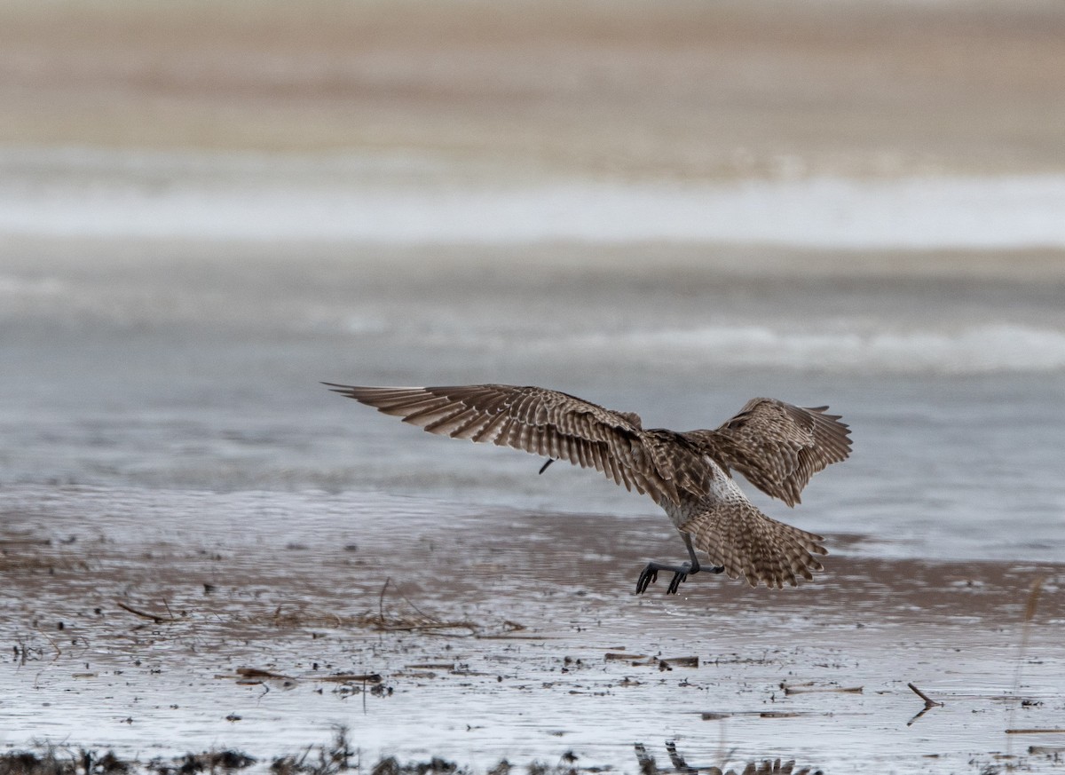 Whimbrel - ML106715181