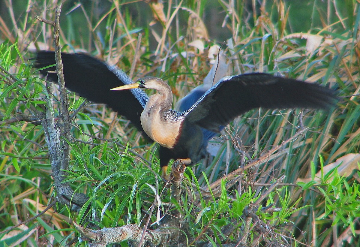 Anhinga Americana - ML106715681