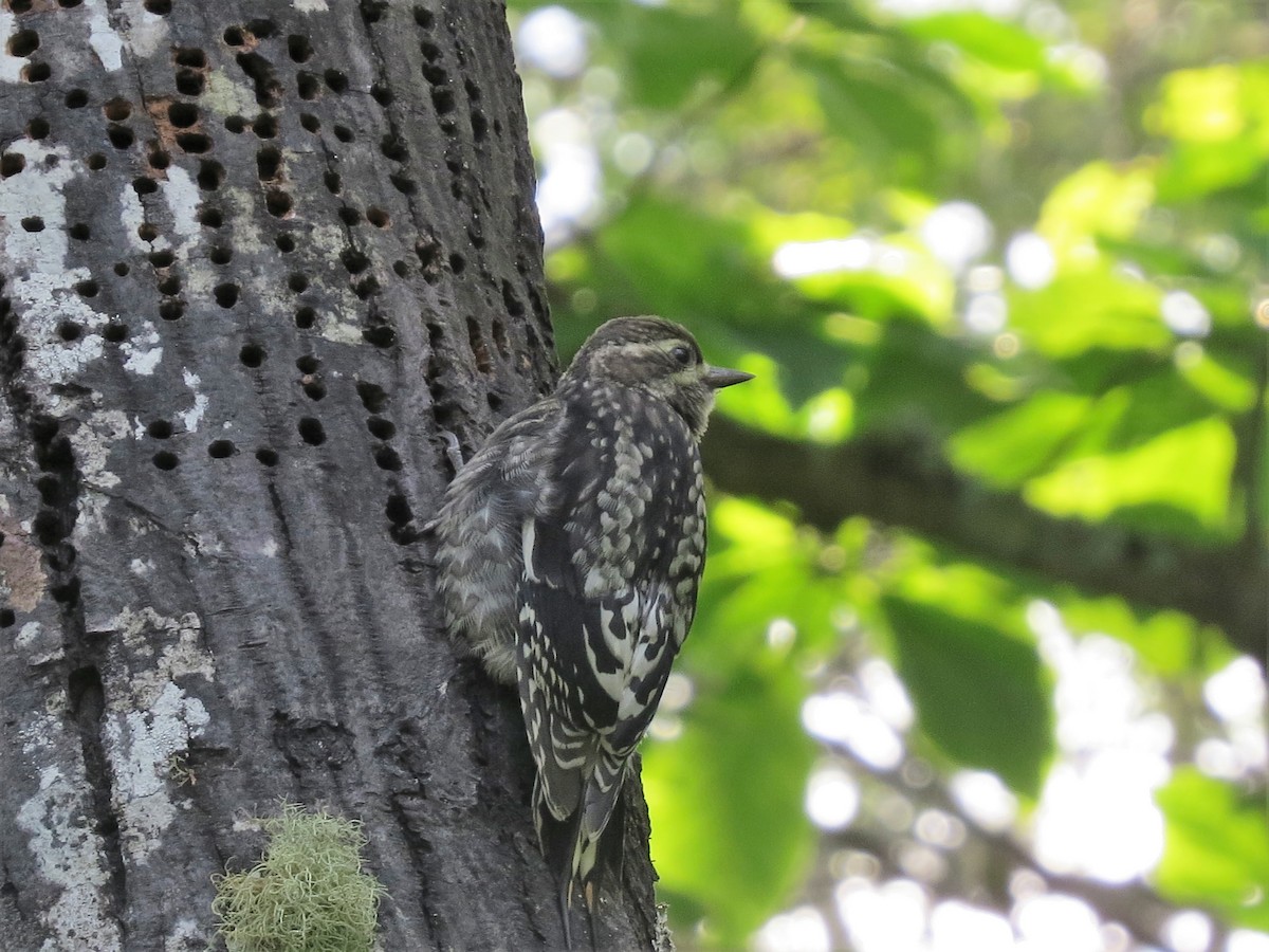 Yellow-bellied Sapsucker - ML106715991