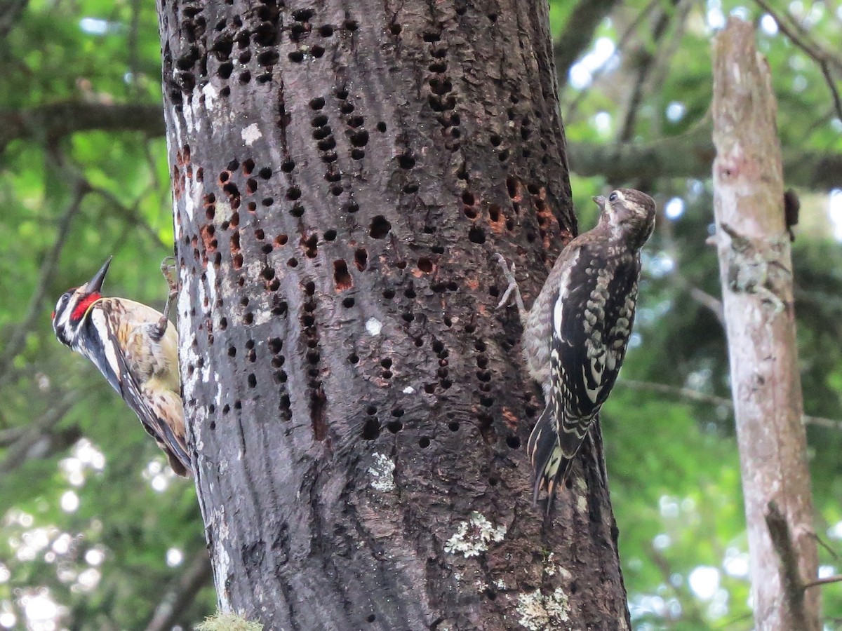 Yellow-bellied Sapsucker - ML106716011