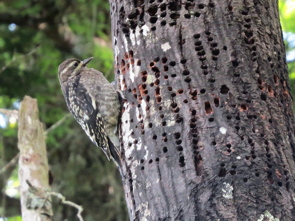 Yellow-bellied Sapsucker - ML106716021