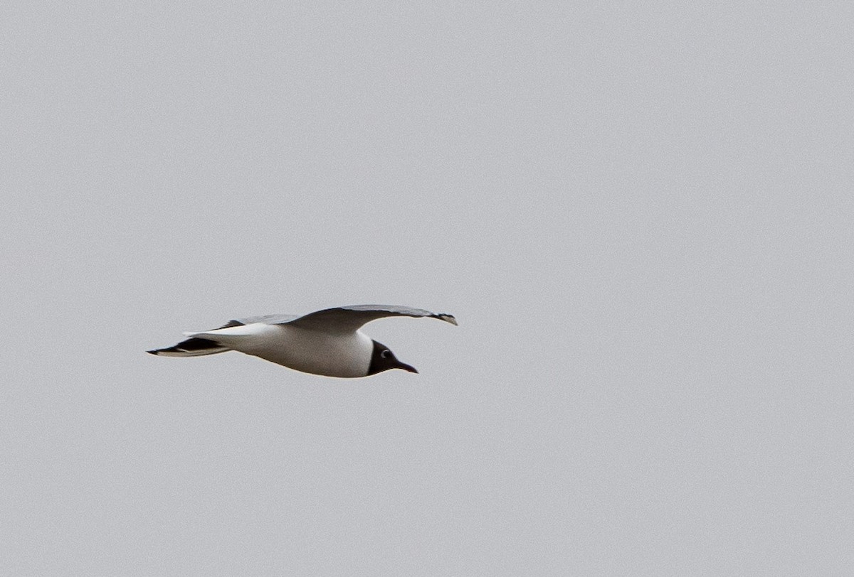 Black-headed Gull - William Higgins