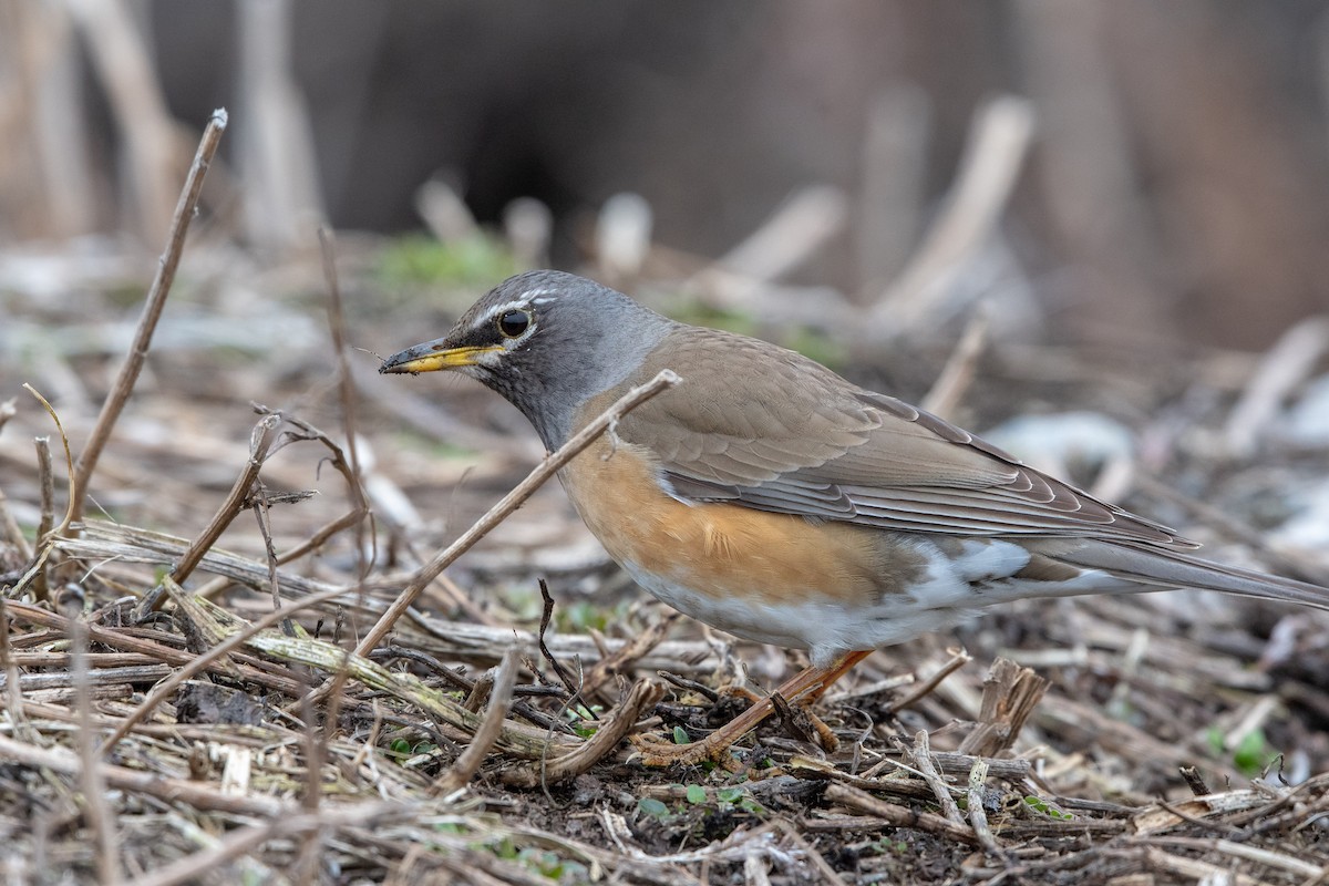 Eyebrowed Thrush - William Higgins