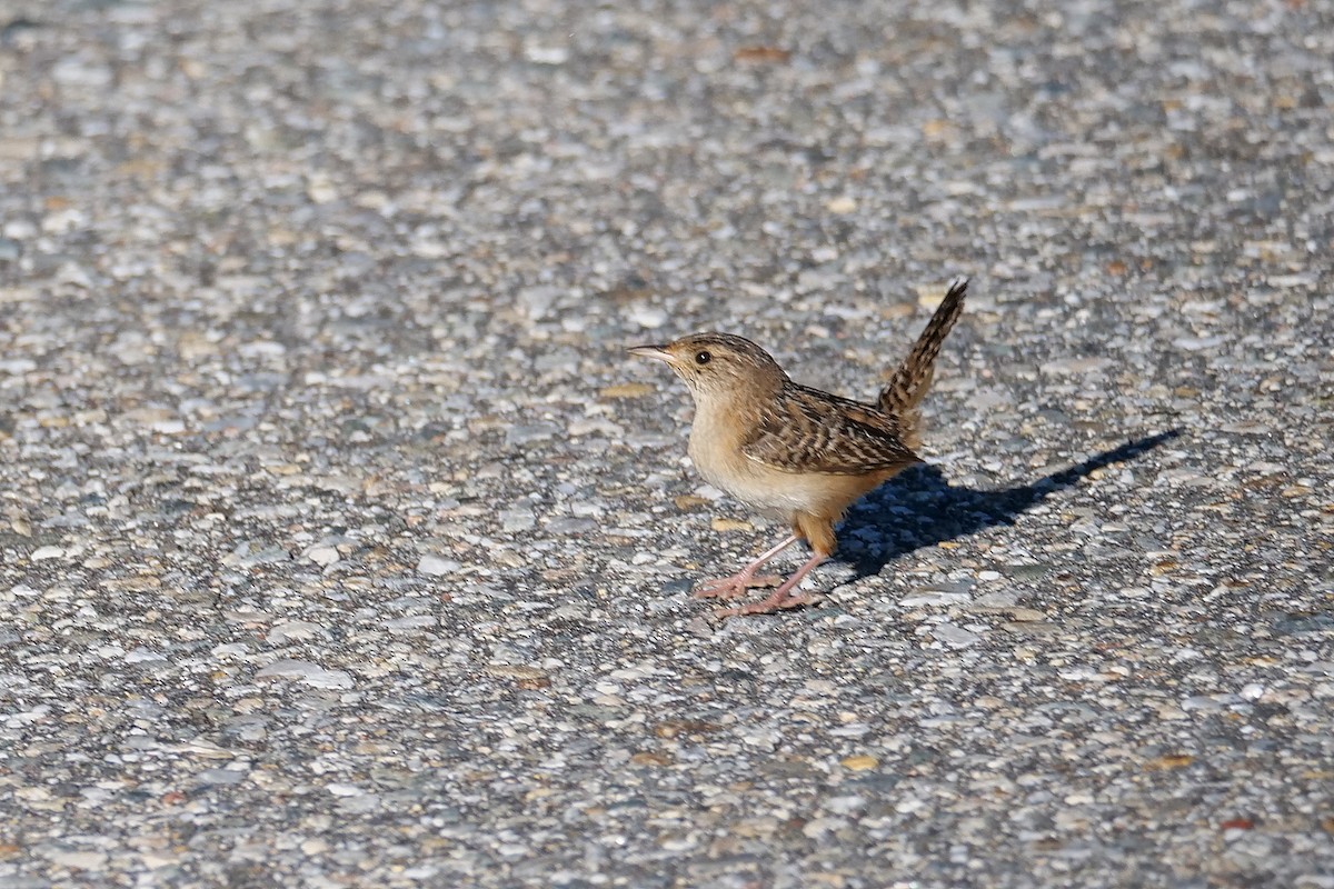 Sedge Wren - Russ Smiley