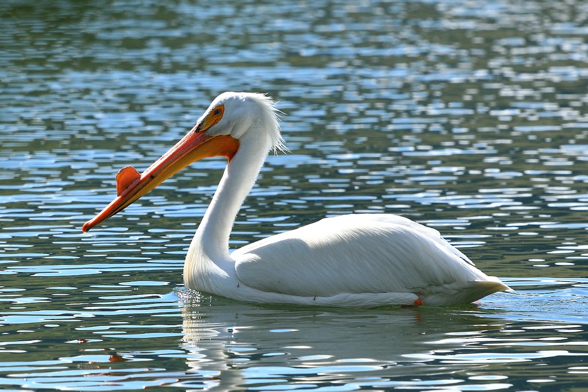 American White Pelican - Donel Jensen