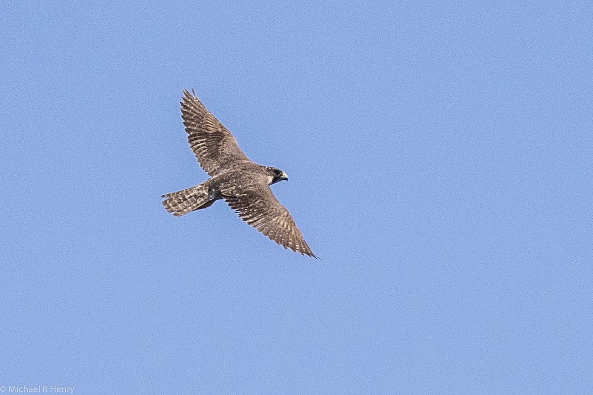 Peregrine Falcon - Michael Henry