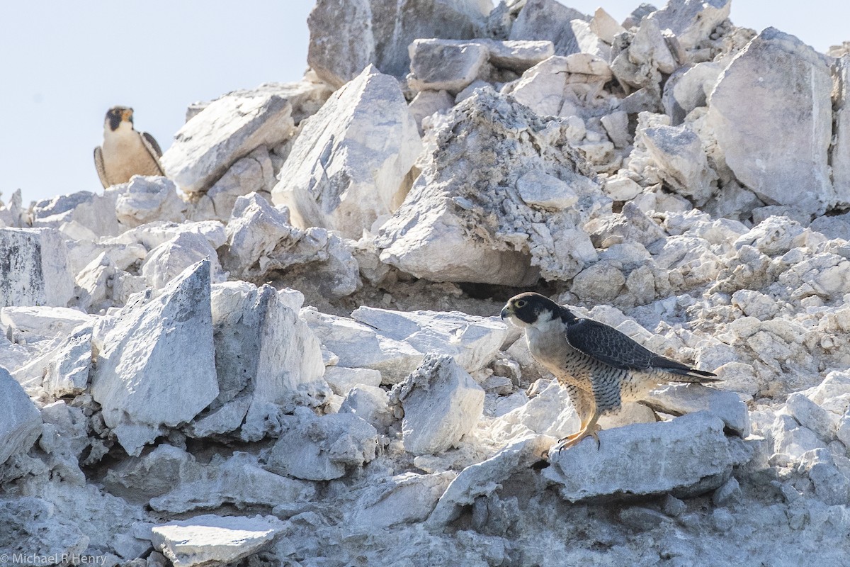 Peregrine Falcon - ML106720421