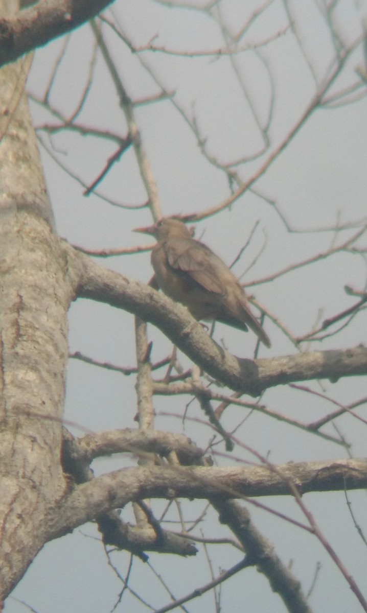 Malabar Starling - ML106721391