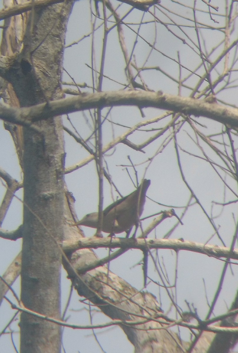 Malabar Starling - ML106721431