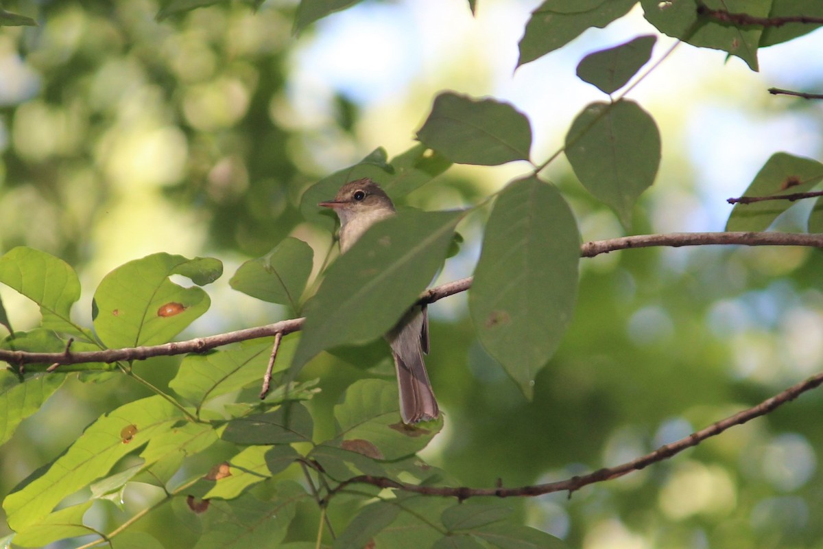 Acadian Flycatcher - ML106721681