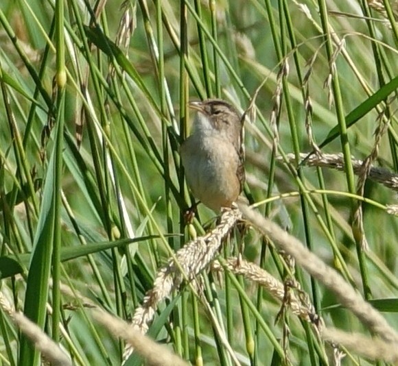 Sedge Wren - ML106721841