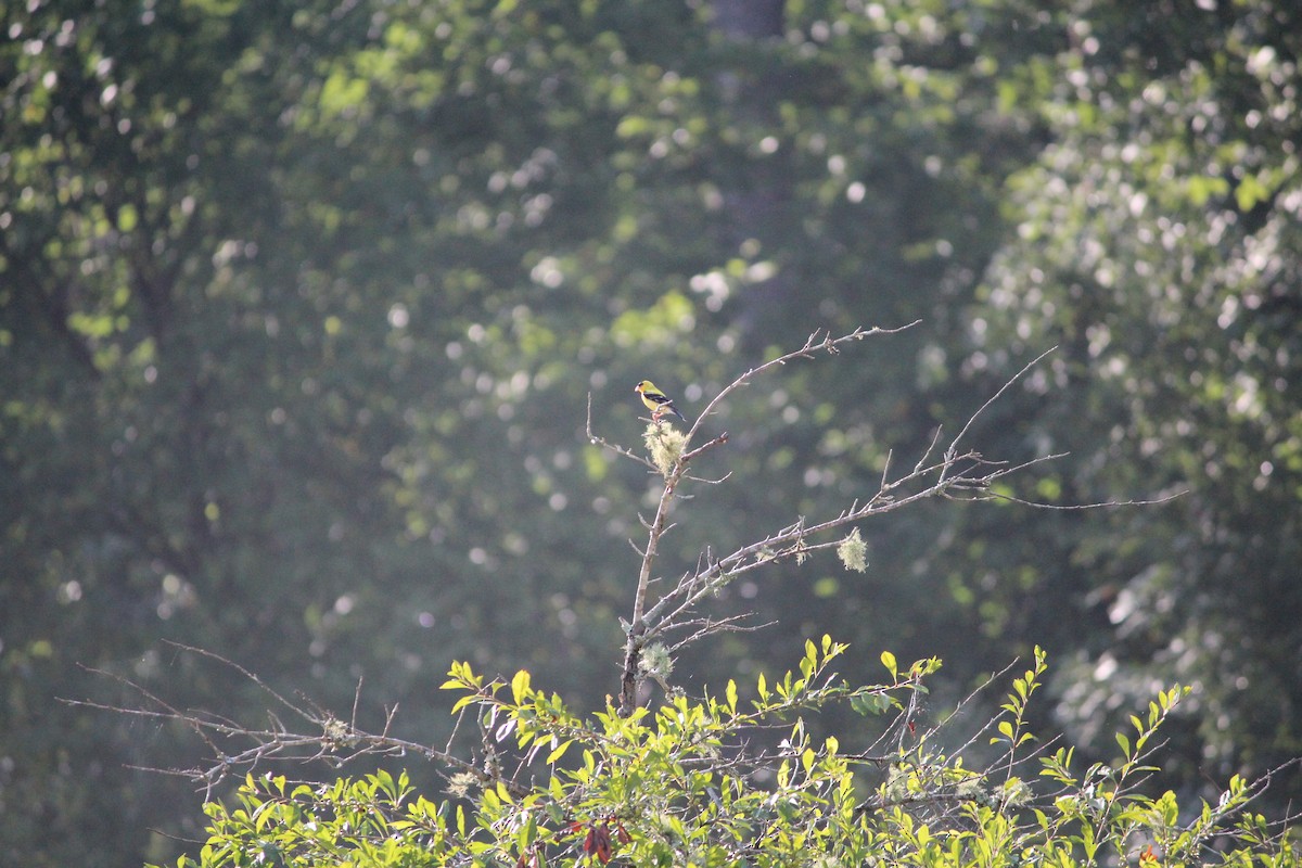 Chardonneret jaune - ML106722031