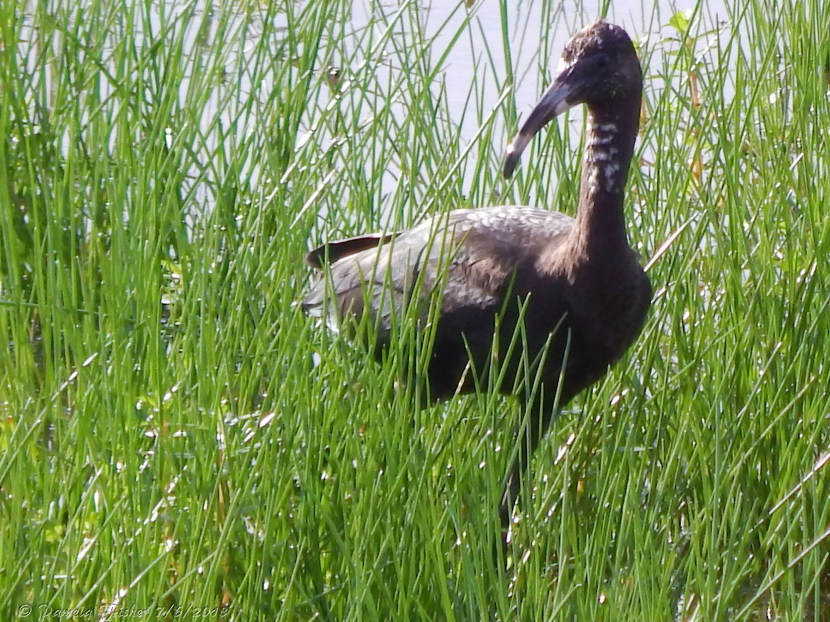 Glossy Ibis - Pamela Fisher