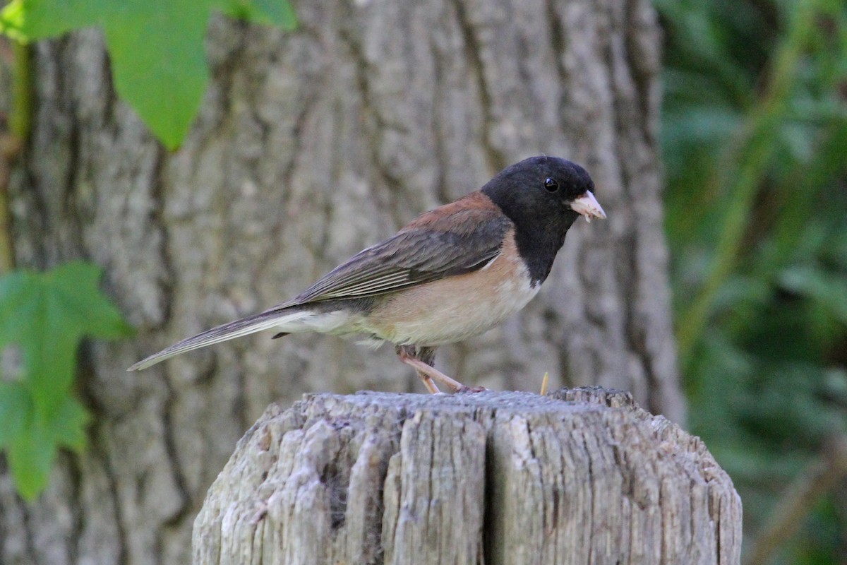 Dark-eyed Junco (Oregon) - ML106725131