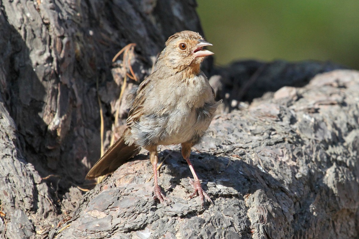 California Towhee - ML106725171