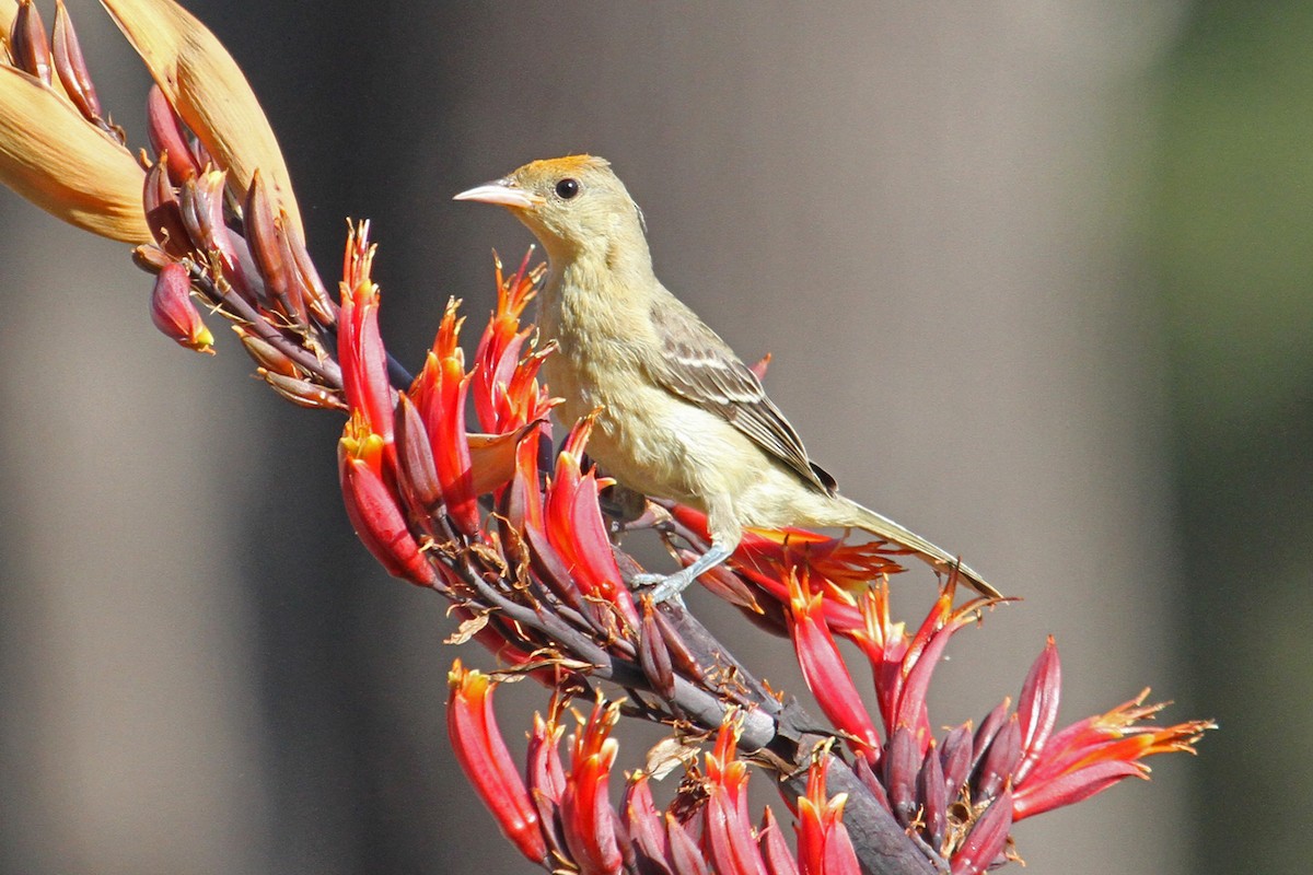 Hooded Oriole - ML106725211