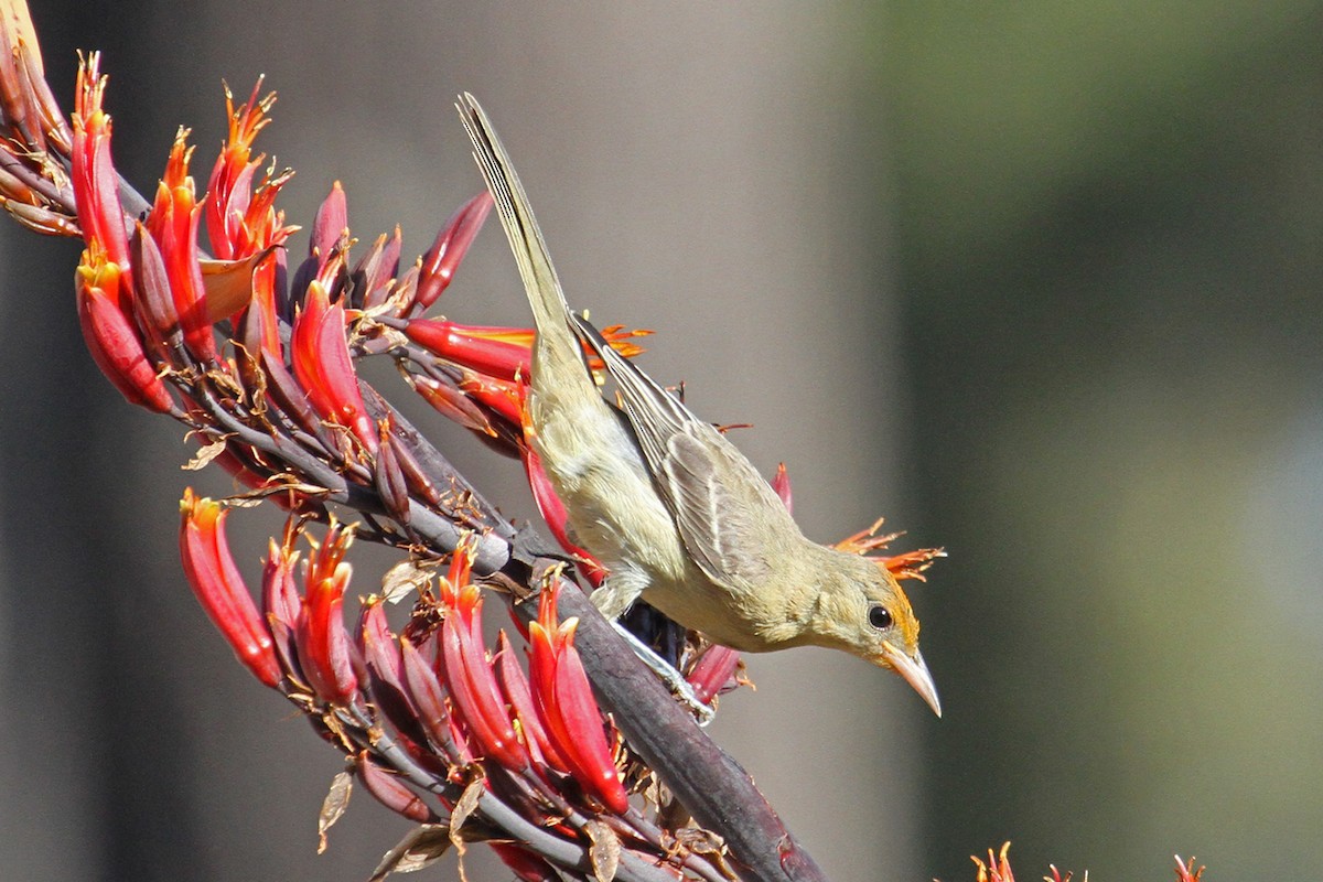 Hooded Oriole - ML106725231