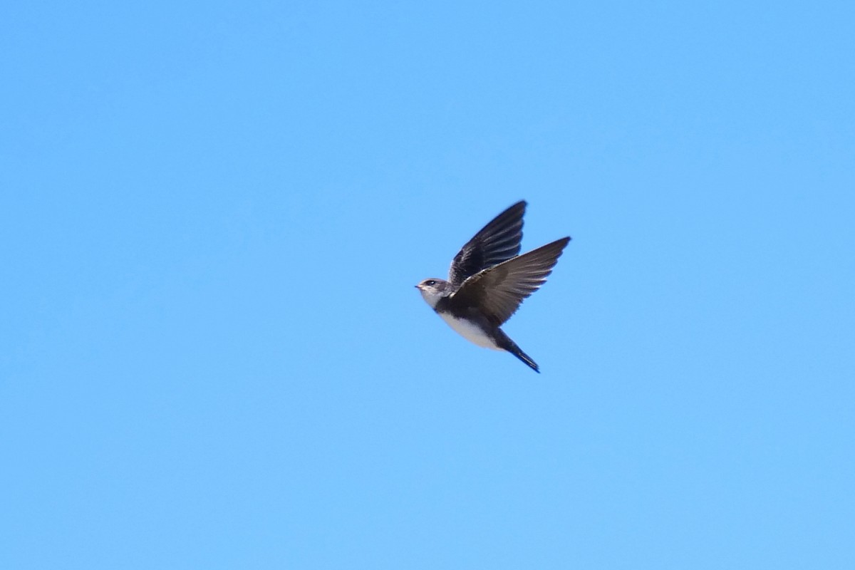 Bank Swallow - ML106726981