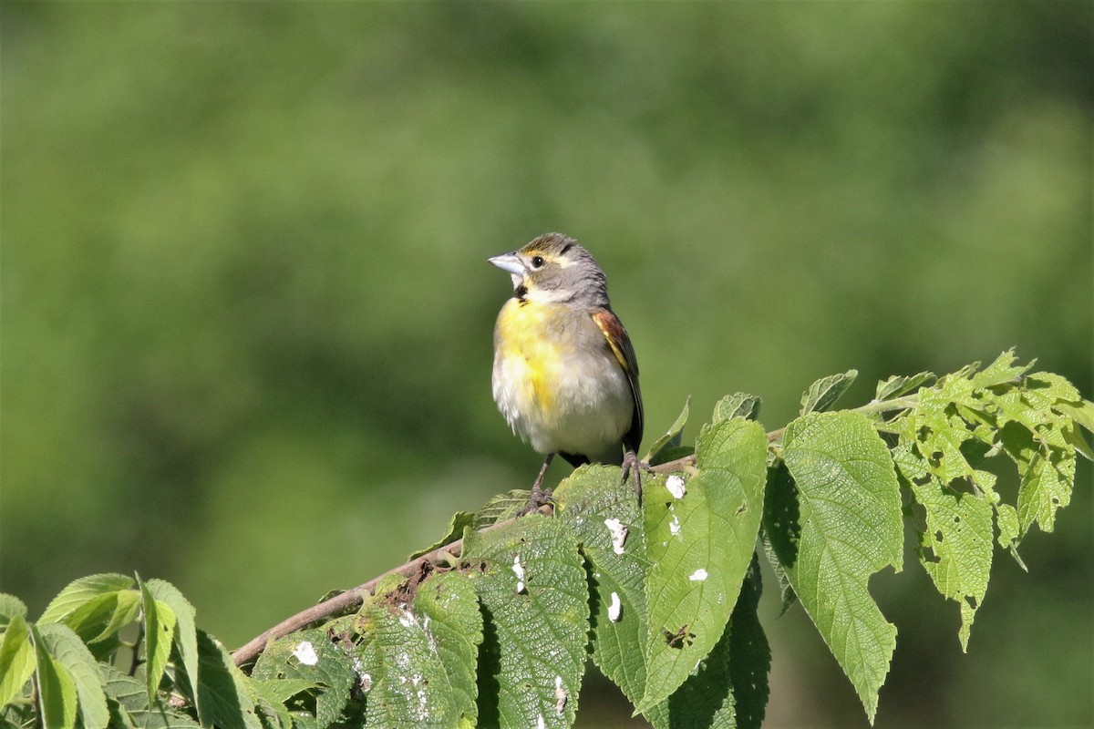 Dickcissel - ML106727761