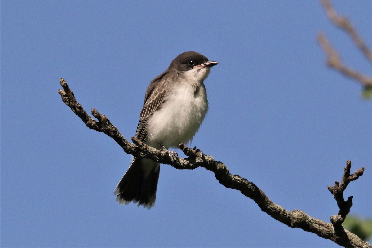 Eastern Kingbird - ML106728261