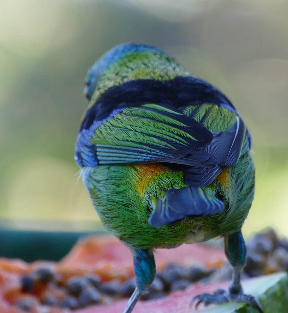 Green-headed Tanager - ML106728531