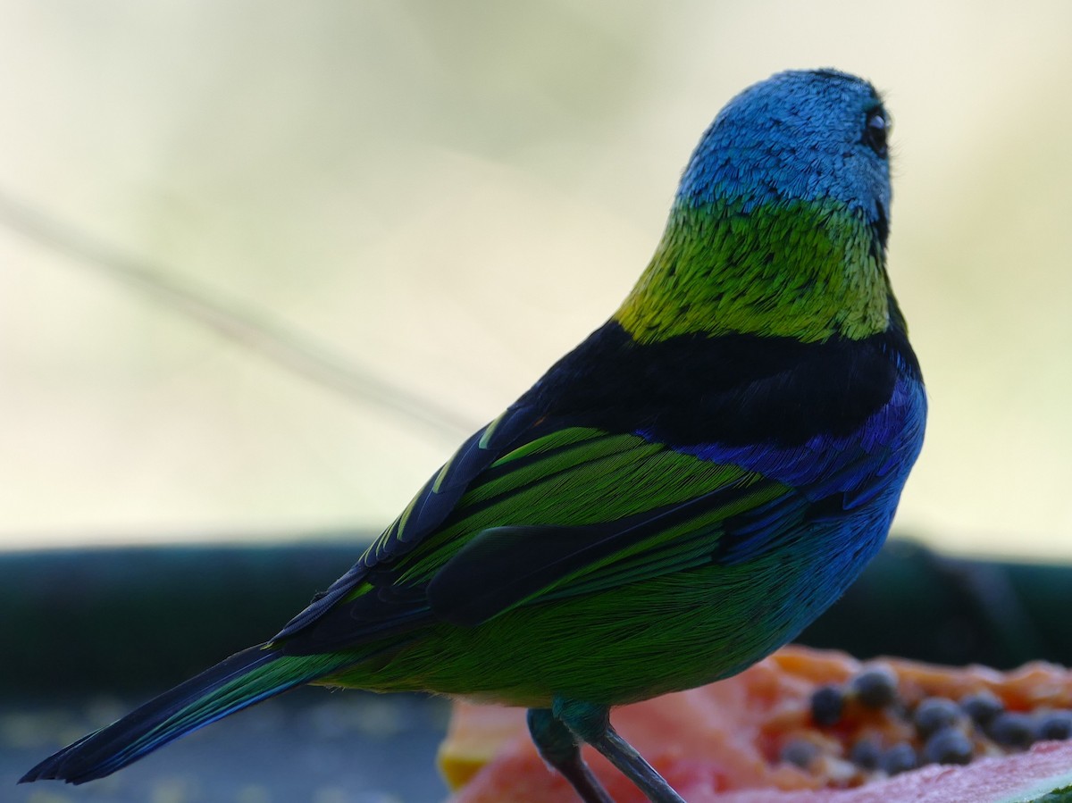 Green-headed Tanager - ML106728541