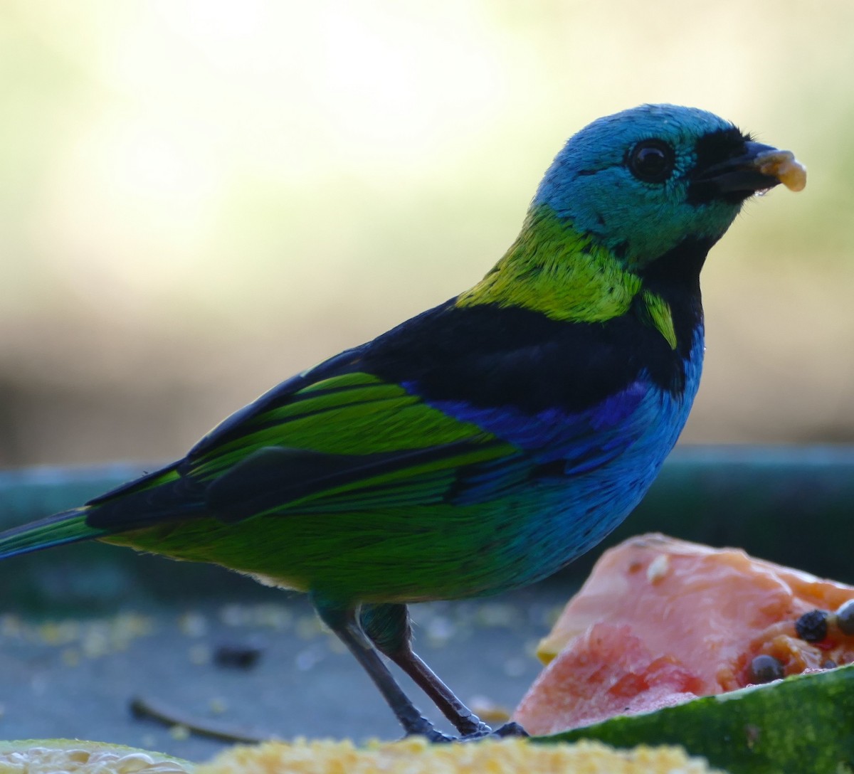 Green-headed Tanager - ML106728561