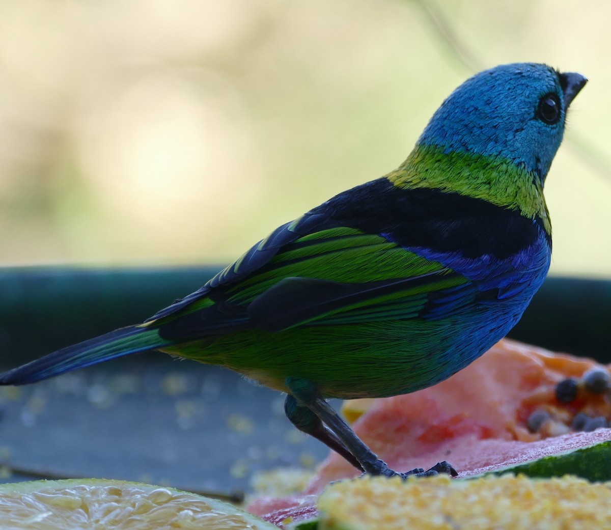 Green-headed Tanager - ML106728571