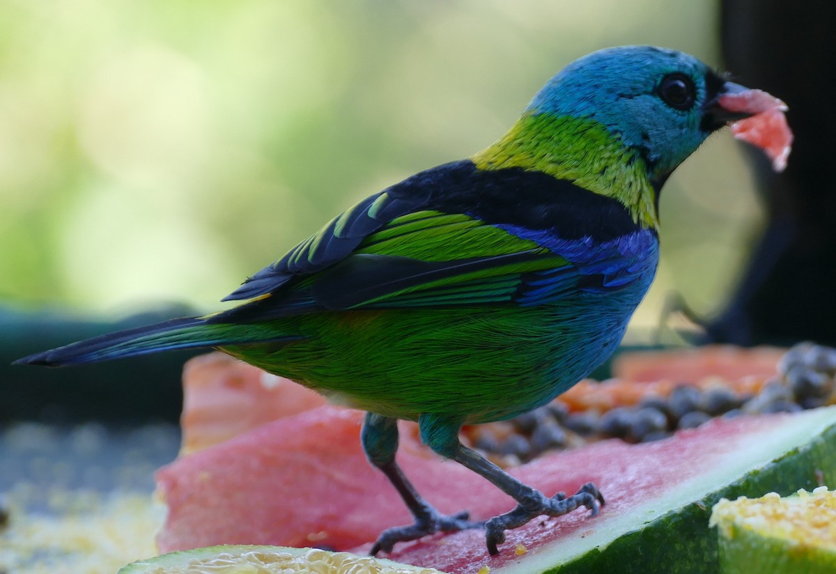 Green-headed Tanager - ML106728591